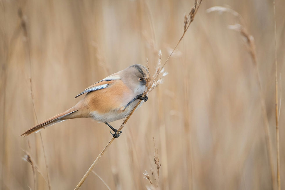 Hang on! I'm trying to balance! Oh wait stop! Wait I want to show you my balancing! -PuffyBird