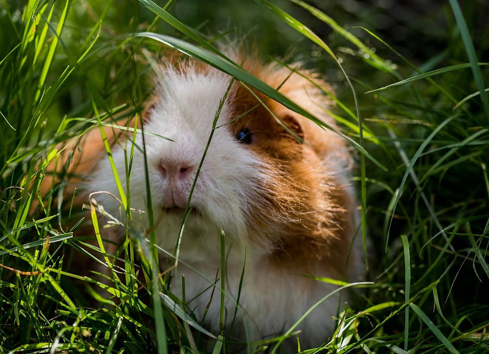 Le Cochon D'inde