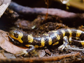 An Almirante Salamander on the ground in Cahuita National Park