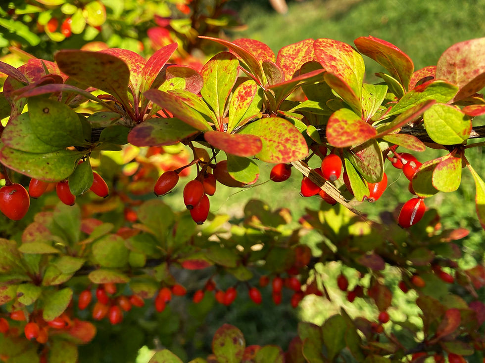 Thumbnail: Barberry Root (Berberries vulgaris)