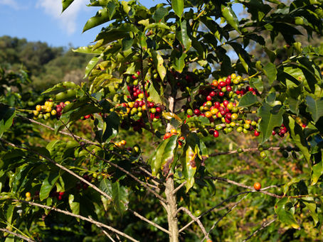 希少な丸豆、ピーベリーのニュークロップ
