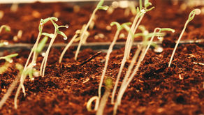 Bible Study: Parable of the Sower