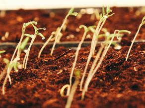 Bible Study: Parable of the Sower