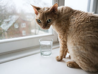 Le Devon Rex