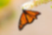 Saving the Magnificent Monarch