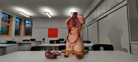Torso Anatomy Model