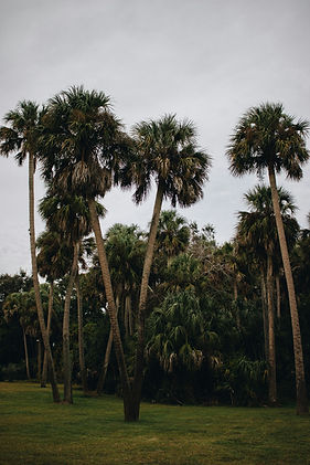 Image by Jandra Sutton