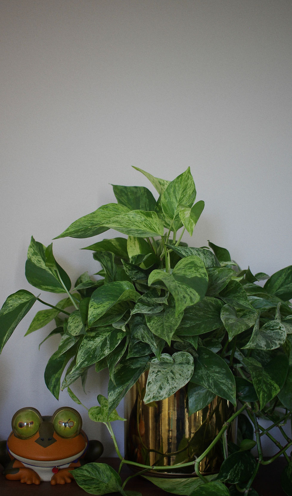 Miniature : Pothos