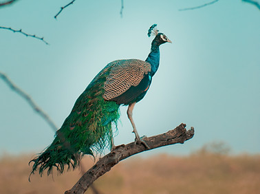 Image by Sagar Kulkarni