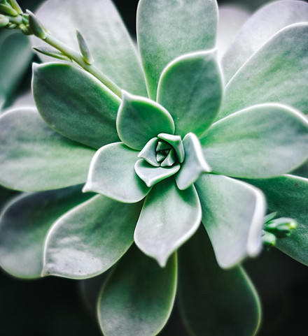 Image by Giovana Miketen