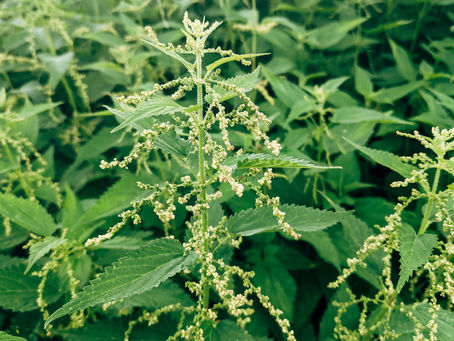 Brennessel - Heilplanze und Superfood