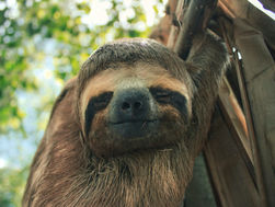 5/13/26 Sloth World death toll rises to 55