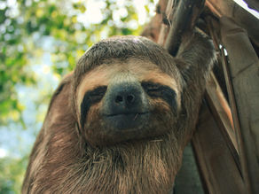 The Most Common Animals You’ll See in Cahuita National Park