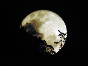 A moon behind trees, a giant spider, hands on a white screen