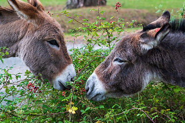 Image by Nick Fewings
