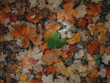 Image by Clay Banks
