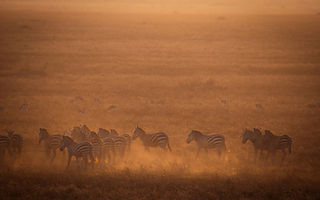 Image by Helena Pfisterer