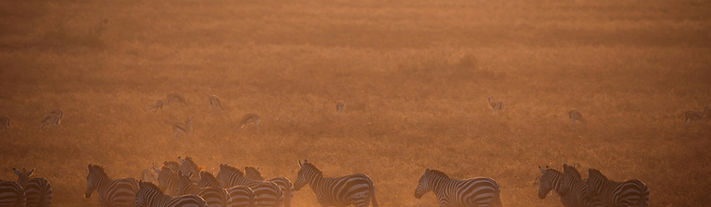 Image by Helena Pfisterer