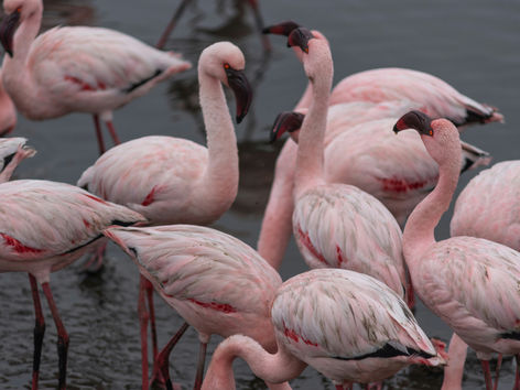 Exploring the Wonders of Walvis Bay Tourism and Its Hidden Gems