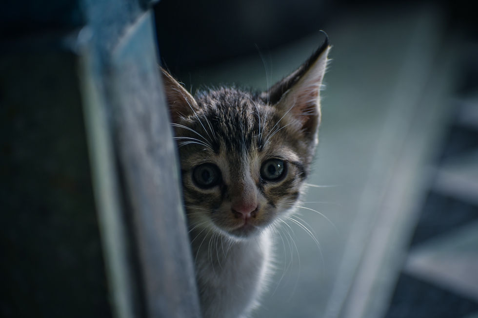 Image by Subhadip Kanjilal