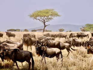 The Wildbeest migration in Northen of serengeti @maasinda safari Tours