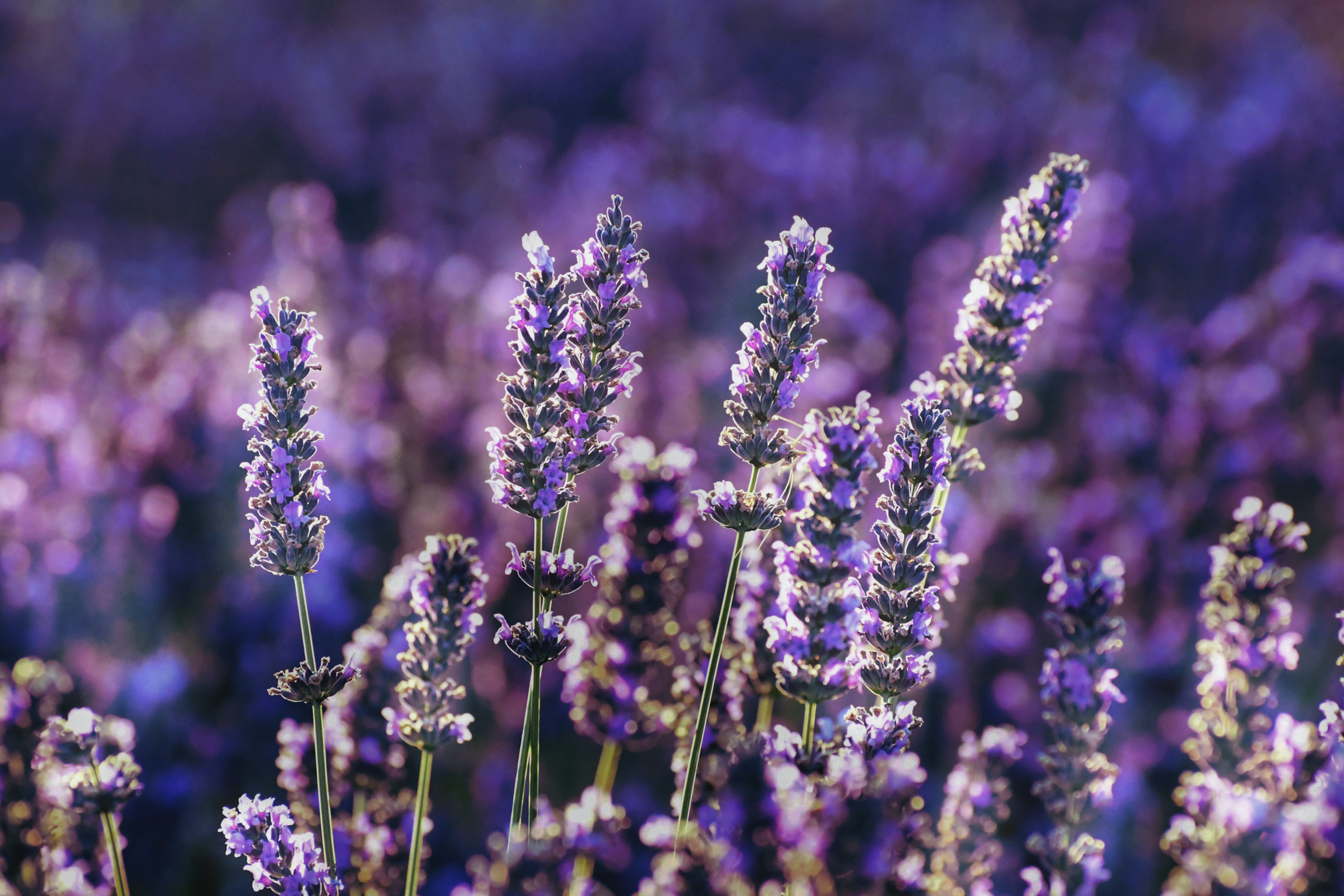Spanish Lavender
