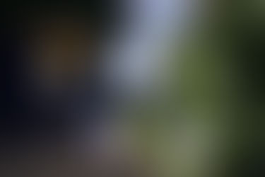 Les Bourdons : Pollinisateurs Inestimables