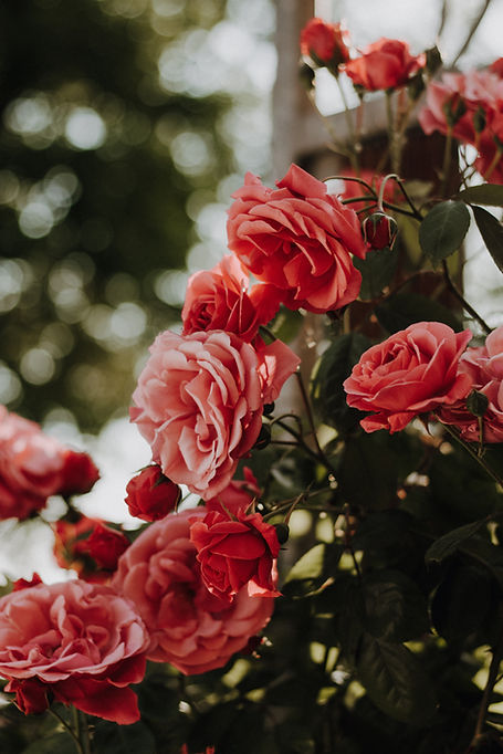 Image by Lena Albers
