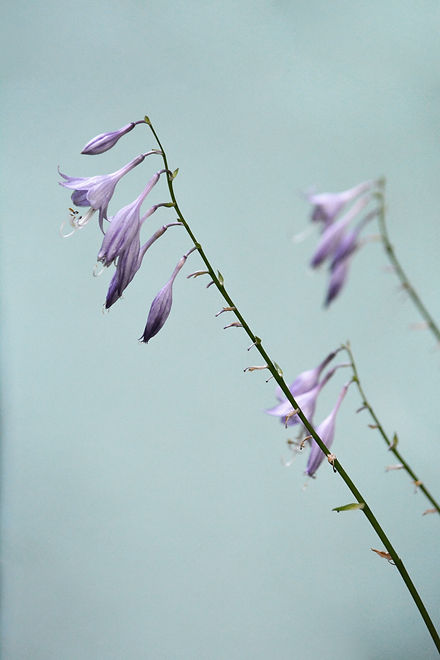 Image by Christina Deravedisian