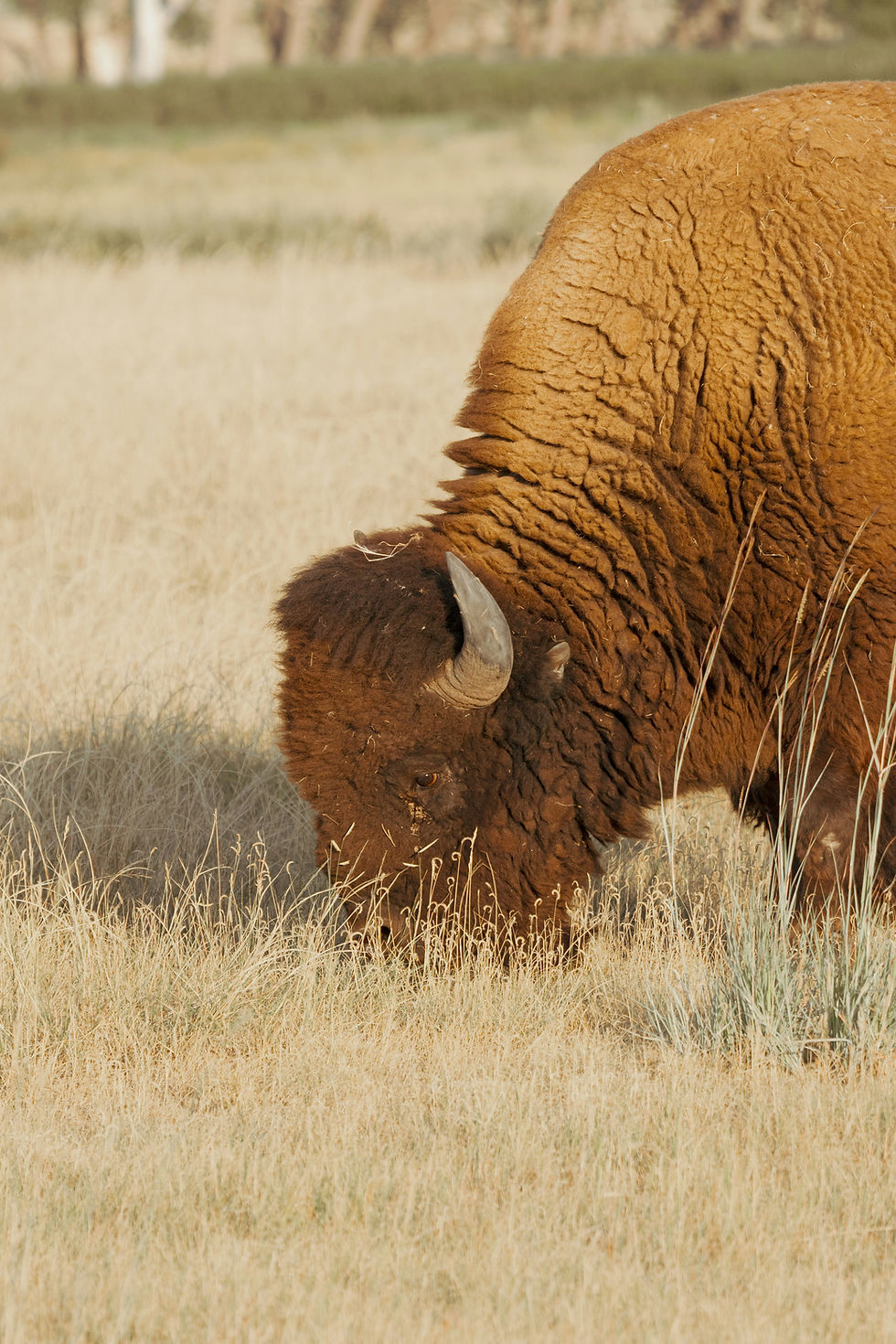A bison grazes in a grassy field with a blurred forest background. The animal's thick, brown fur and large horn are prominent.