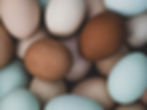 Farm chicken eggs