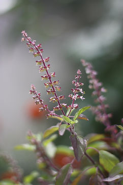 Image by jaikishan patel