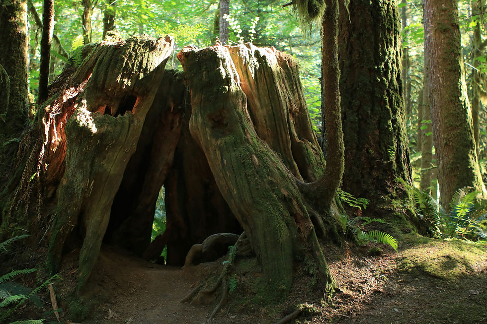 Large hollow tree trunk in a sunlit forest, surrounded by ferns and moss, creating a serene and natural setting.