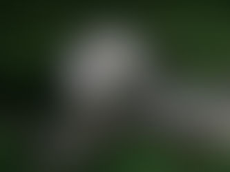 Understanding Opossums: How to Prevent Them from Living in Your Attic  