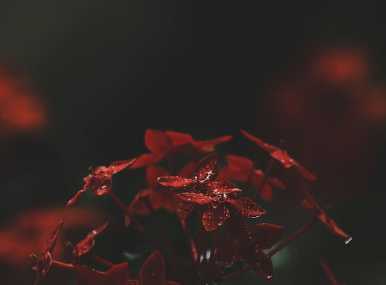 Image by Shyam
