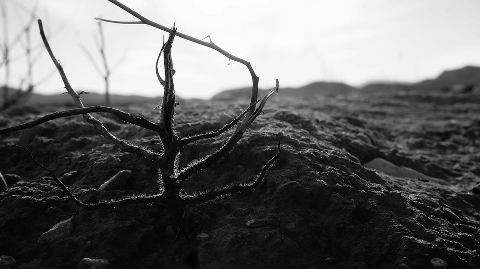 heart - thorny soil