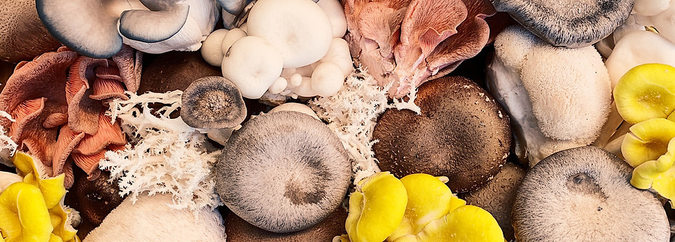 Image by Ashleigh Shea