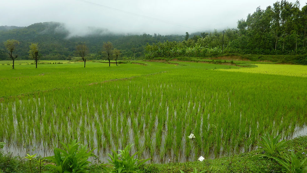 Image by Joydeep Sensarma