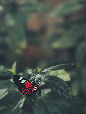 Image de Aaron Burden