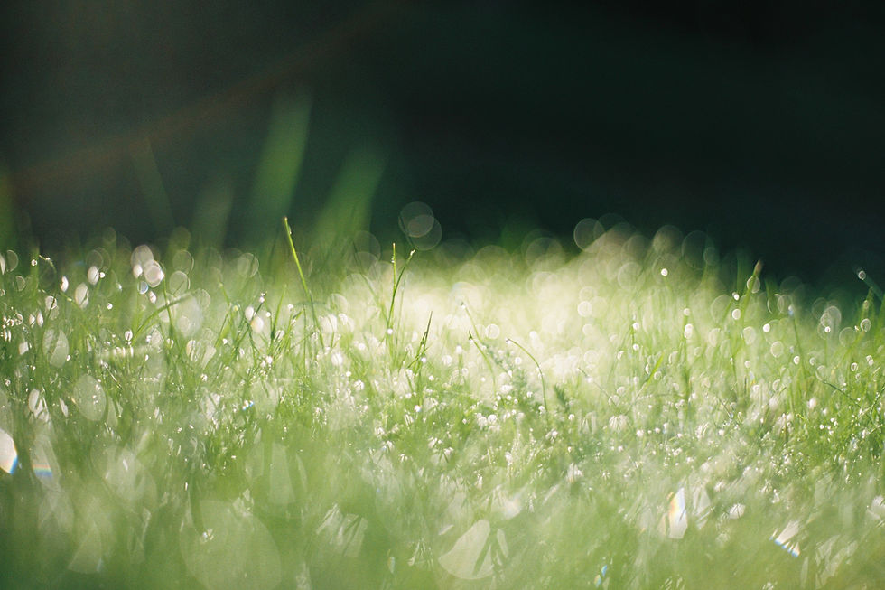 Close-up of grass