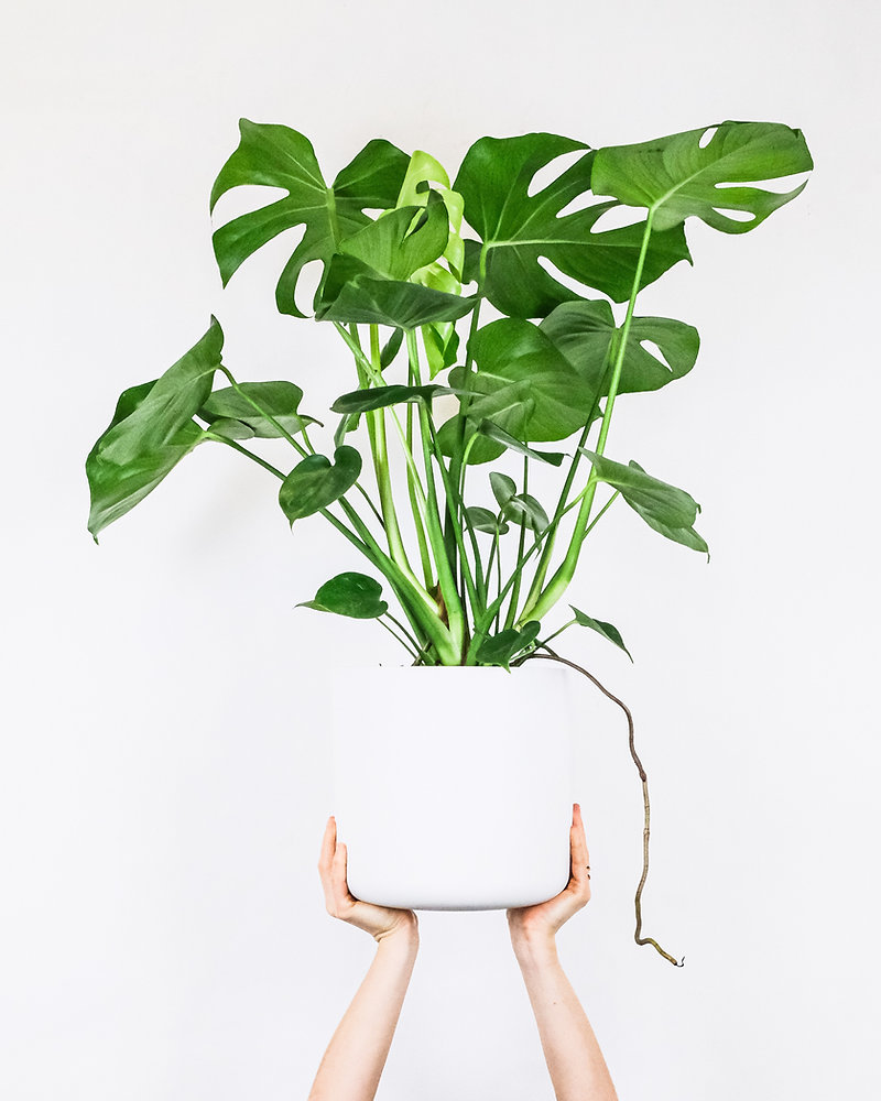 monstera aroid Monstera Esqueleto - Rare Aroid main image 0