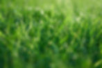 Green grass in spring with sunlight.