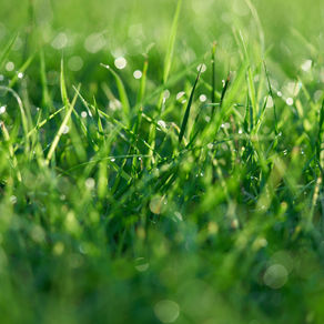 Should you aerate your lawn in the fall?