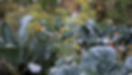 Diverse edible garden bed