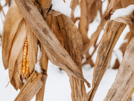 Tidbits, Corn Technicals & Weather, Urea Relief, Biofuel, Seeds 5/28/26