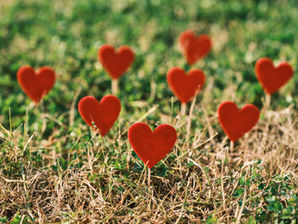heart shaped flowers growing