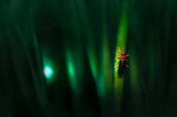 Image by Erik Karits