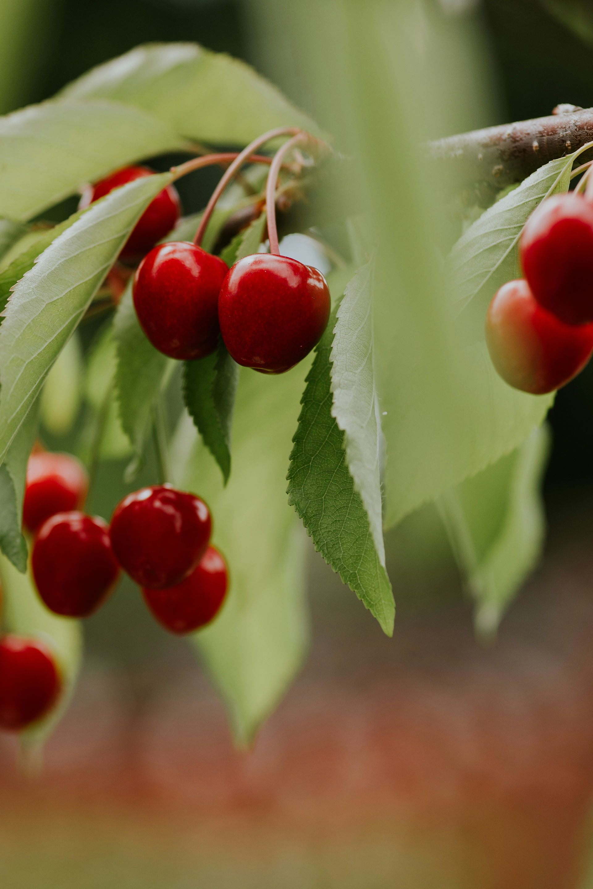 Tart Cherry, a medicinal fruit used for stimulate digestive secretions and improve urination