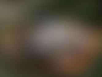 Hundewelpen in einem geflochtenen Korb