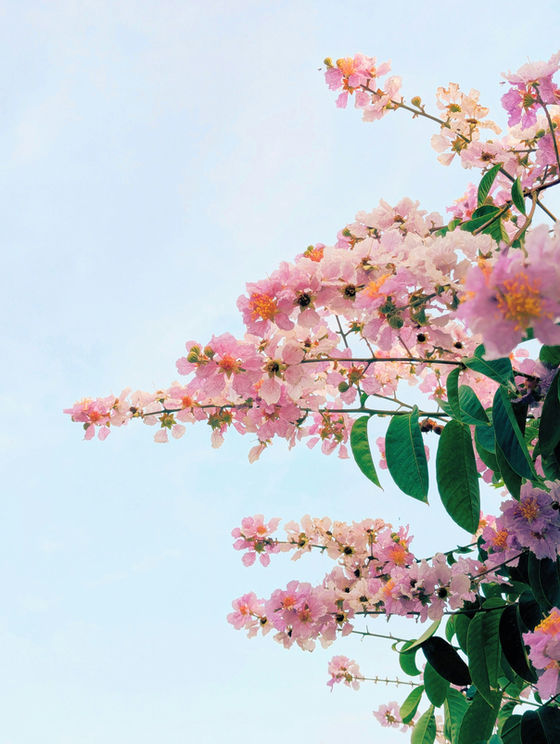 Pink and white flowers bloom on branches with lush green leaves against a clear blue sky, creating a serene and refreshing scene.